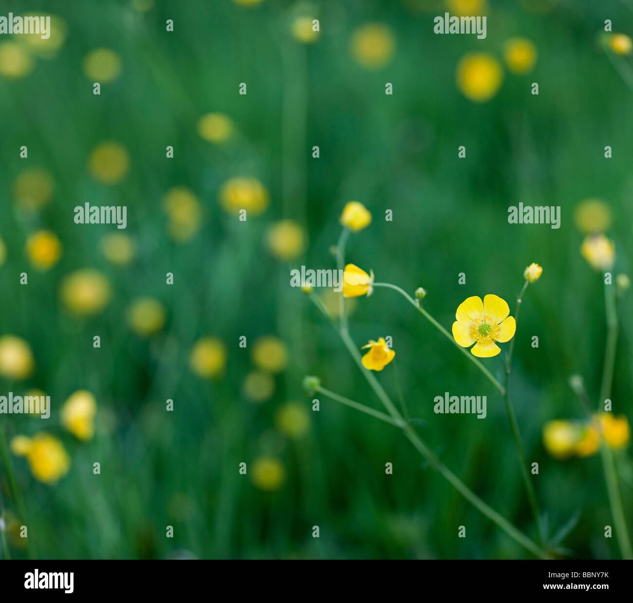 Ranunculus acris - Meadow Buttercup Stock Photo