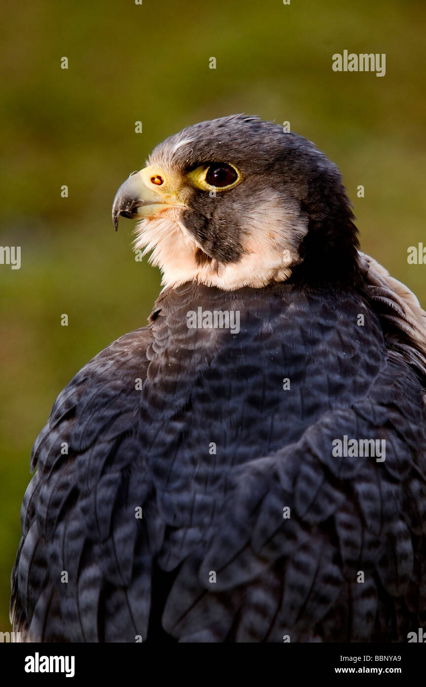 Peregrine Falcon (Falco peregrinus) Stock Photo