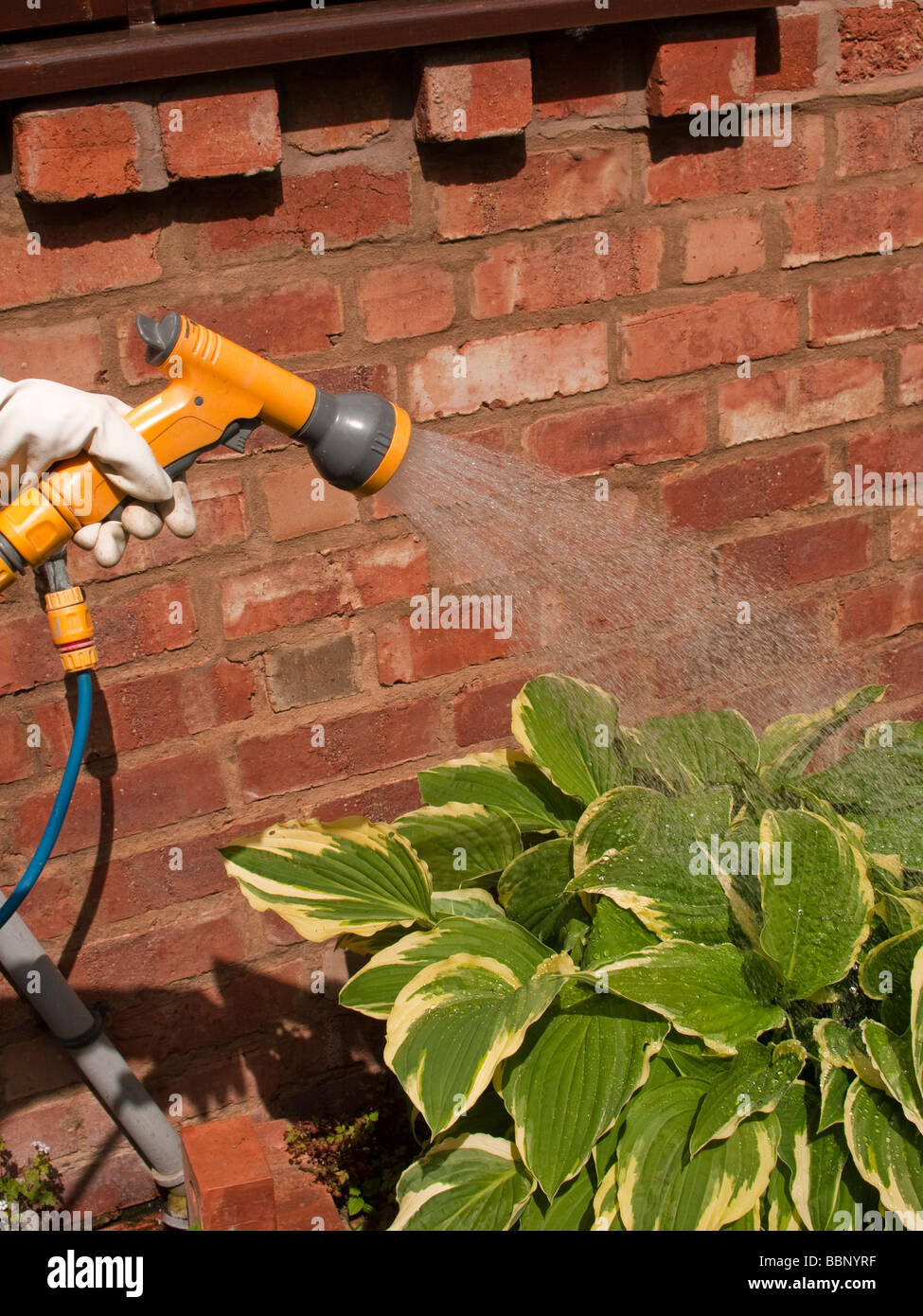 watering plants with a hosepipe in the garden Stock Photo Alamy