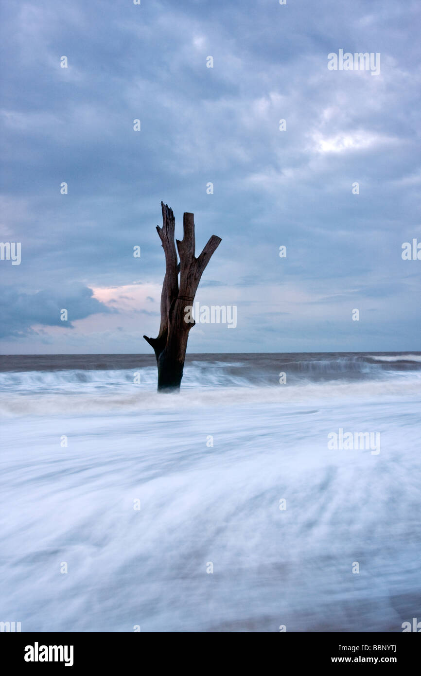 Dead tree out at sea at Benacre on the Suffolk Coast at dawn Stock Photo