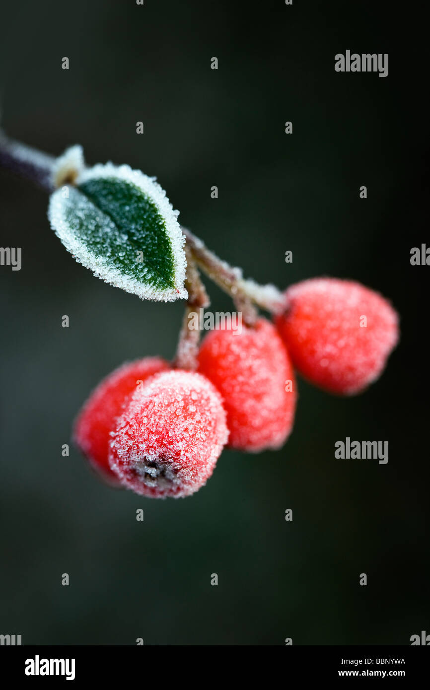 Berries of Cotoneaster franchetti with frost Stock Photo