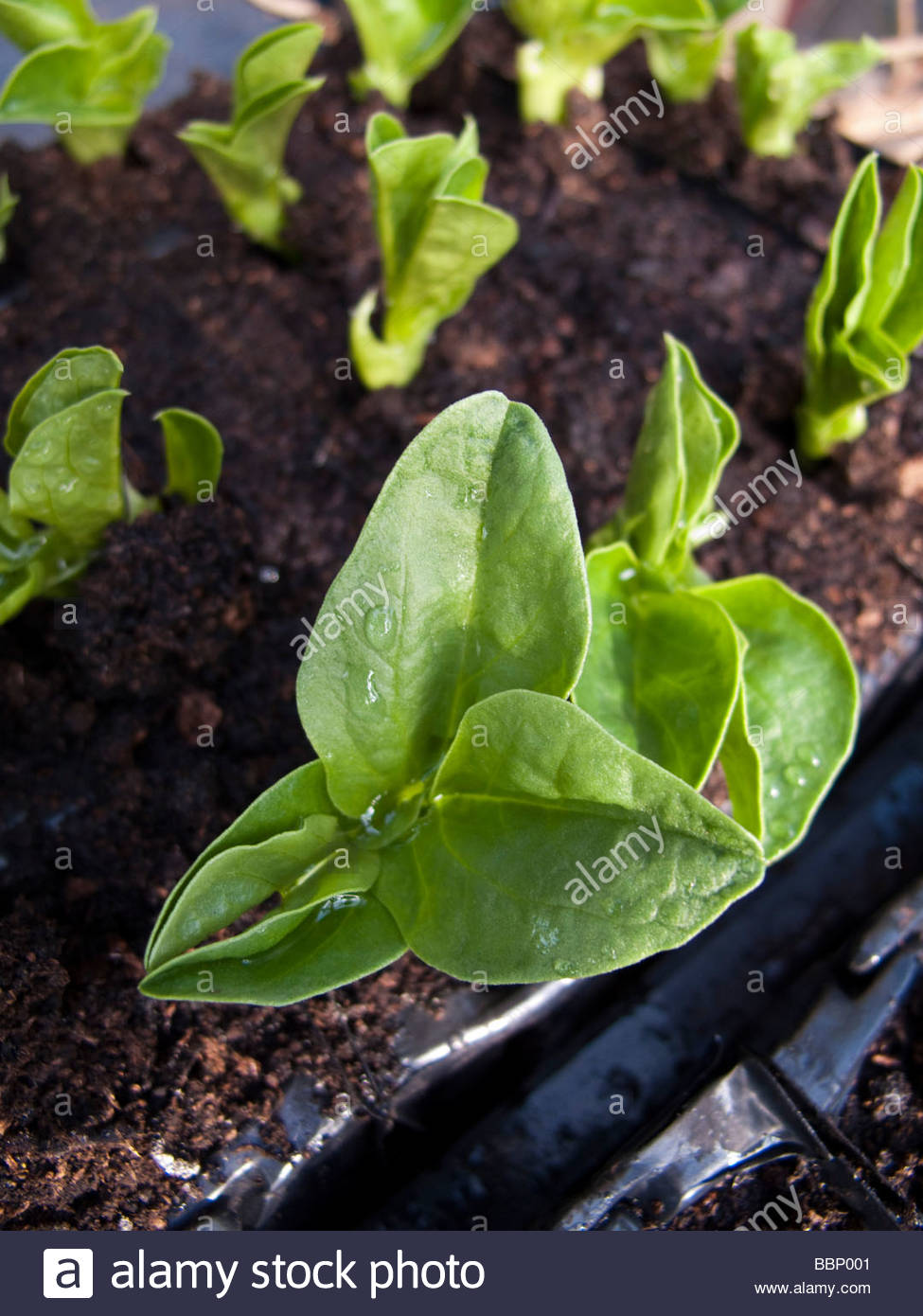 Bean Shoots Stock Photos & Bean Shoots Stock Images Alamy