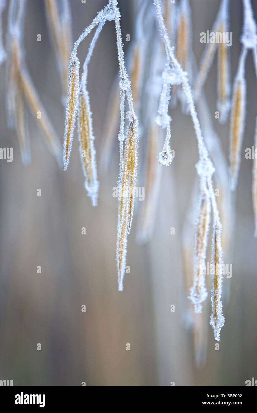 Stipa gigantea 'Gold Fontaene' with frost and ice Stock Photo