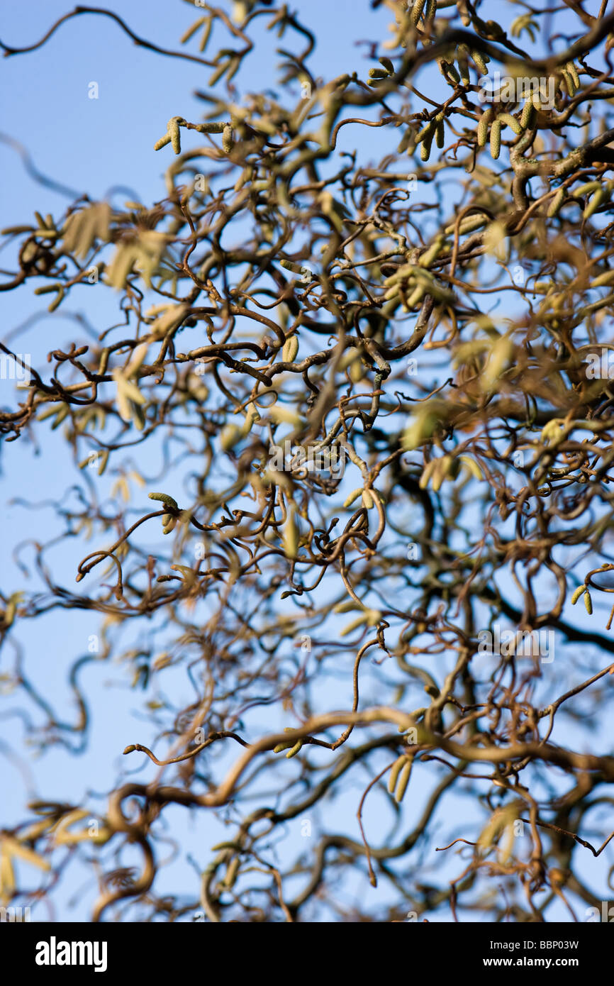 Corylus avellana 'Contorta' Corkscrew Hazel Stock Photo Alamy