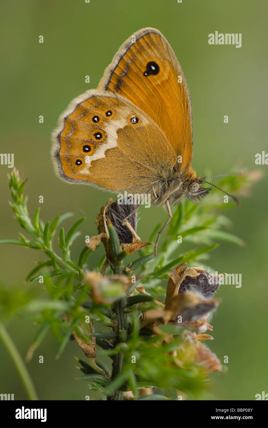 Dusky heath butterfly  (Coenonympha dorus) Stock Photo