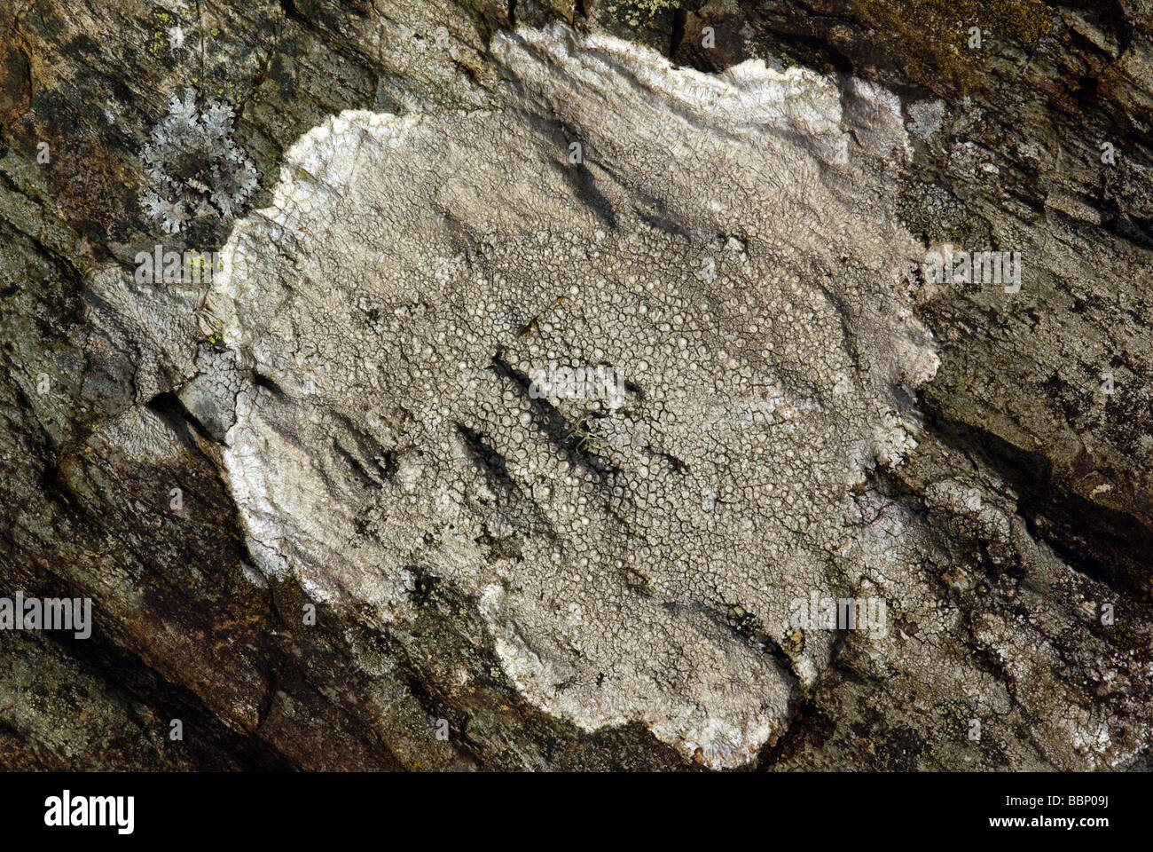 Ochrolechia parella variously known as the crawfish lichen, crab's