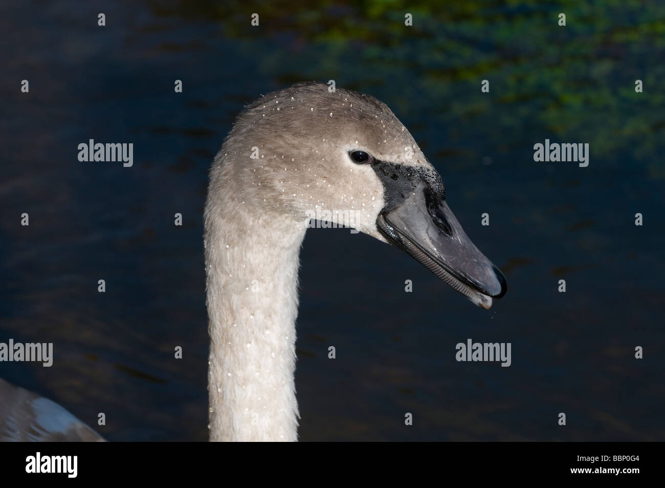 Juvenile Mute Swan Stock Photo Alamy