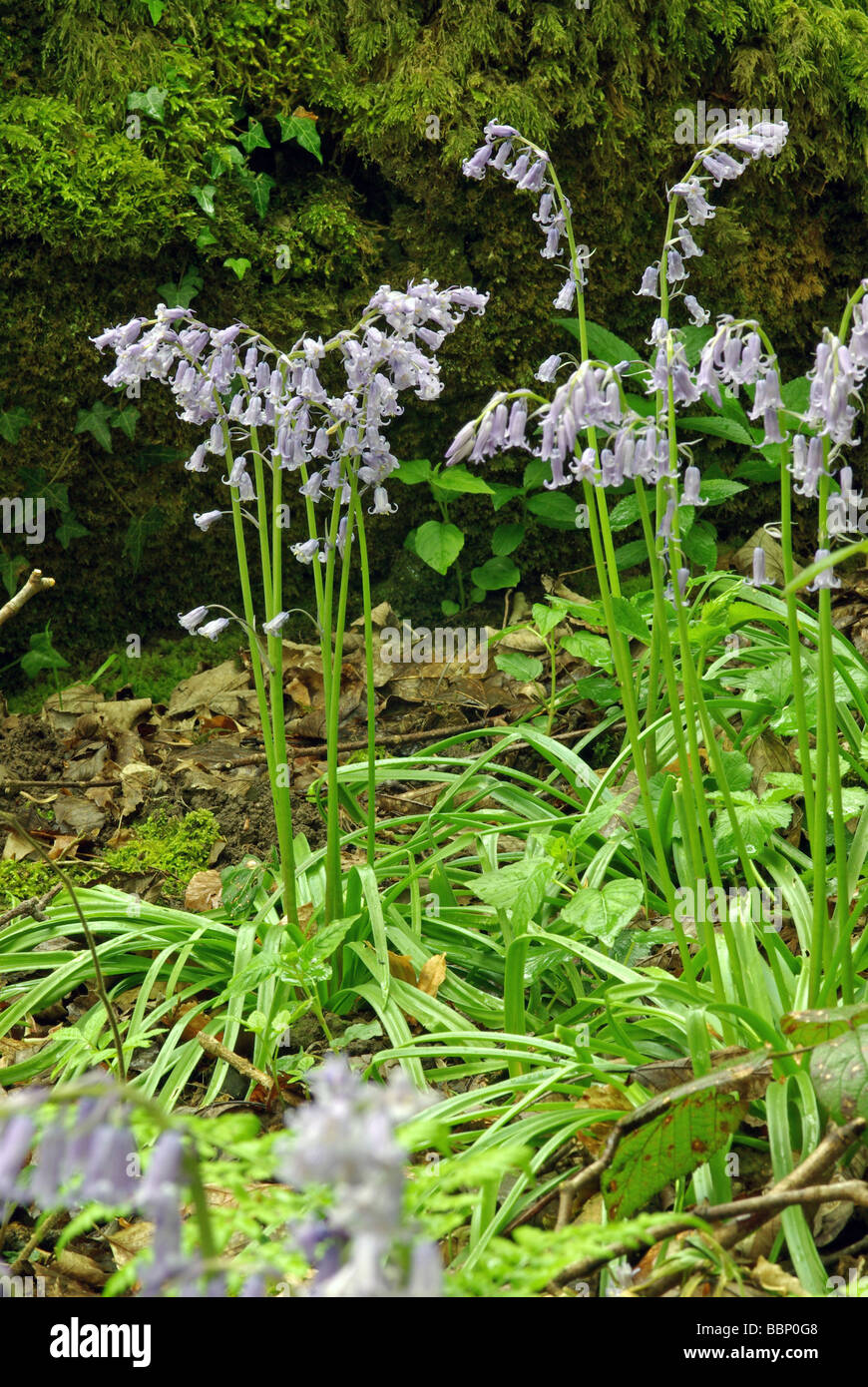 Bluebells - Hyacinthoides (Endymion) non-scripta Stock Photo