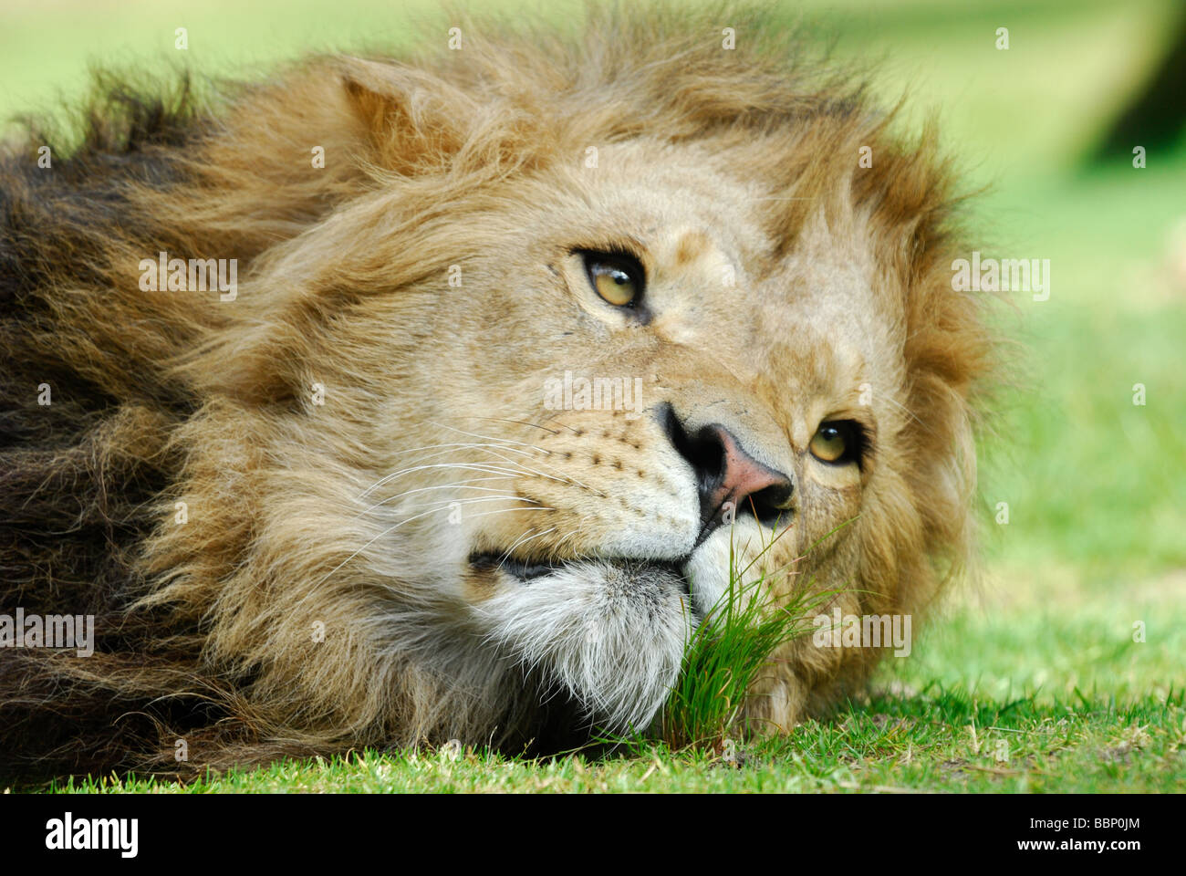 African lion with a large mane hi-res stock photography and images - Alamy