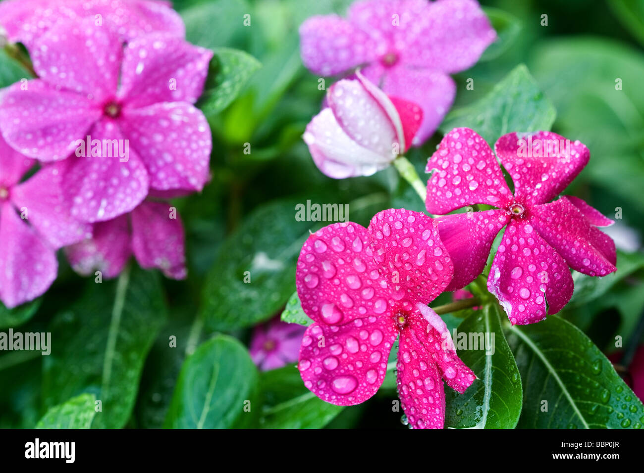 Mexican Petunia latin name Pink Ruellia Brittoniana wet with morning dew Stock Photo