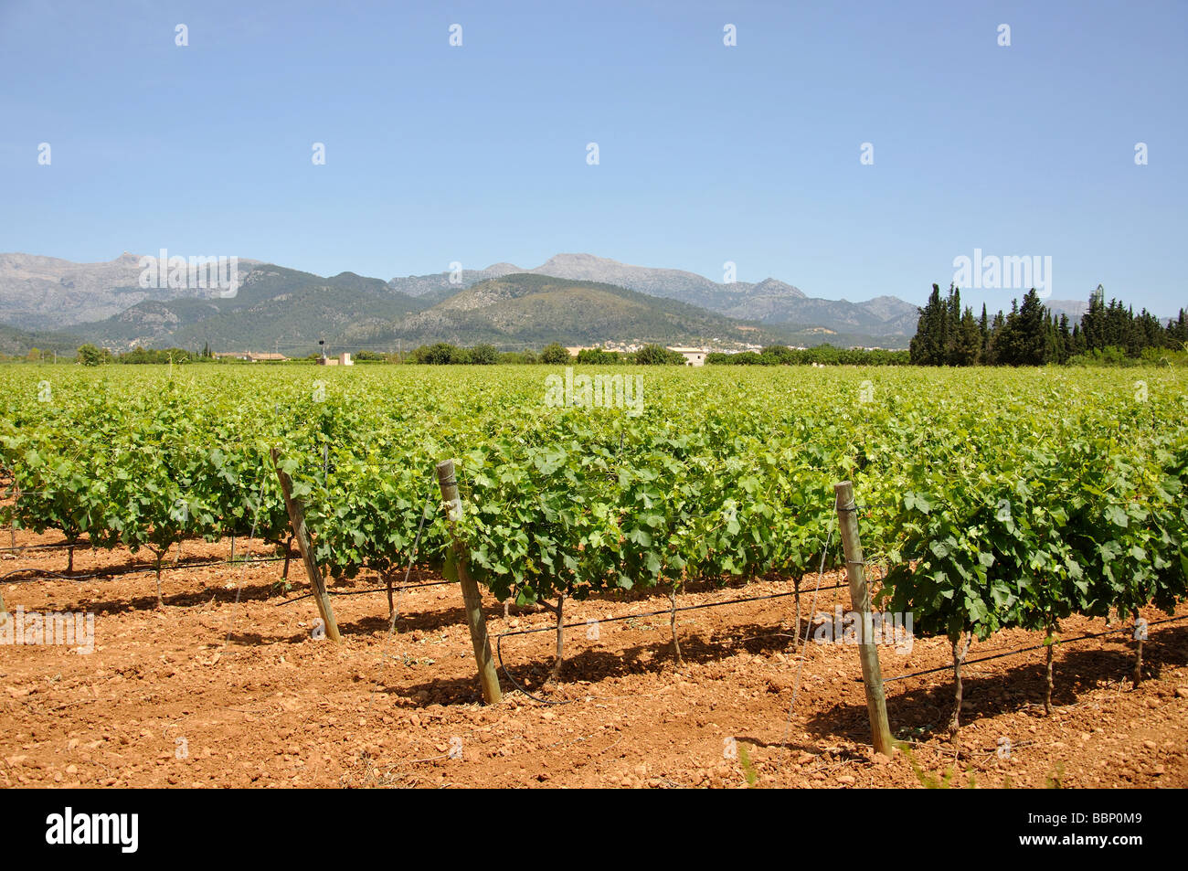 Rows of vines in local vineyard, Binissalem, Binissalem Municipality, Mallorca (Majorca), Balearic Islands, Spain Stock Photo