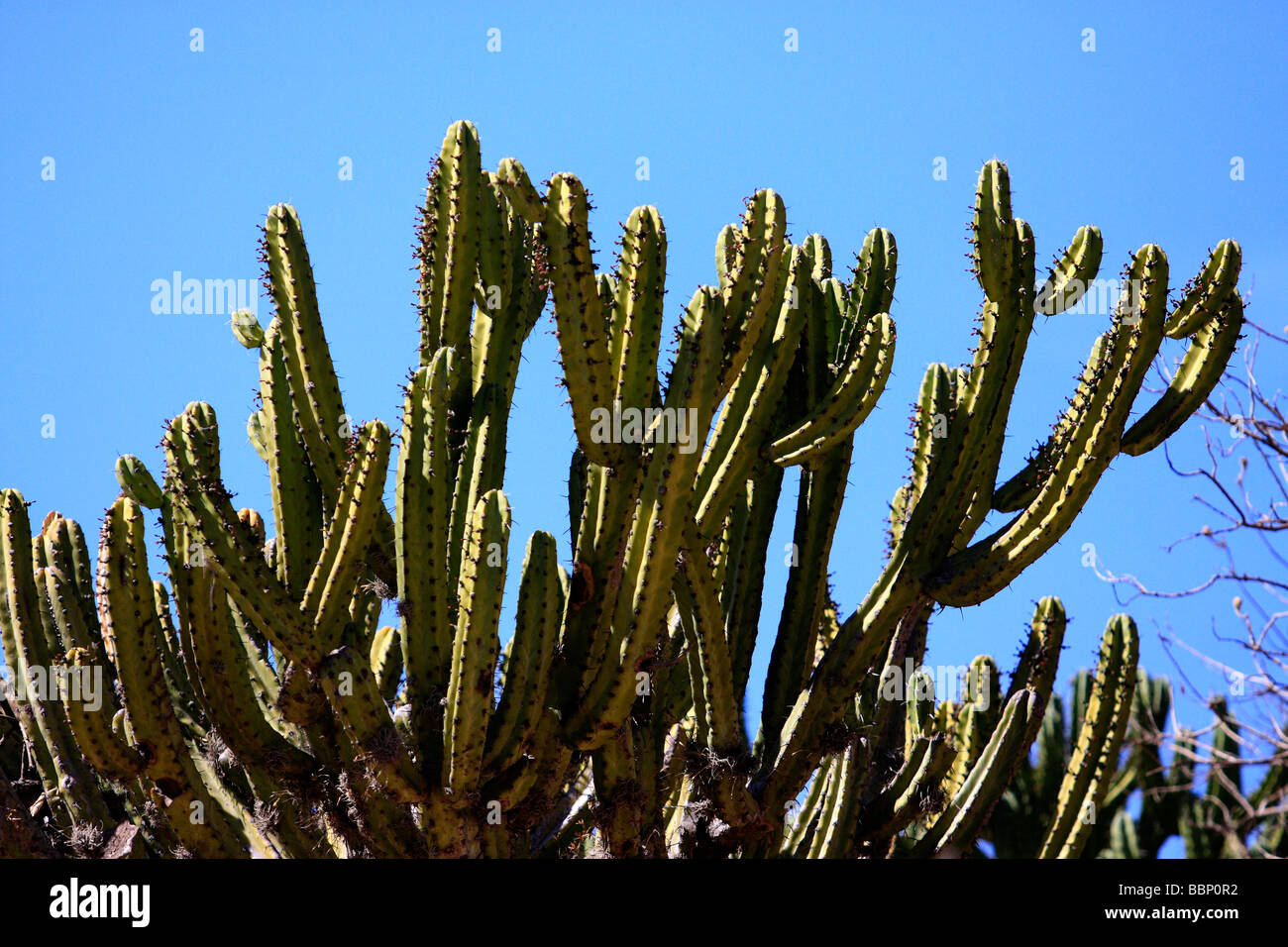 cactus wild mexico cactus wild mexico cactus cereus natural world nobody outdoors plants saguaro cactus sharpcal guard thorn Stock Photo