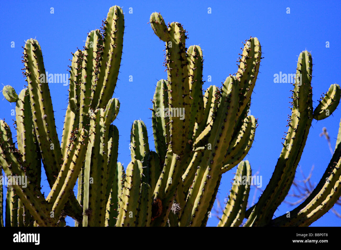 cactus wild mexico cactus cereus natural world nobody outdoors plants saguaro cactus sharpcalf ear gran canaria guard thorn Stock Photo