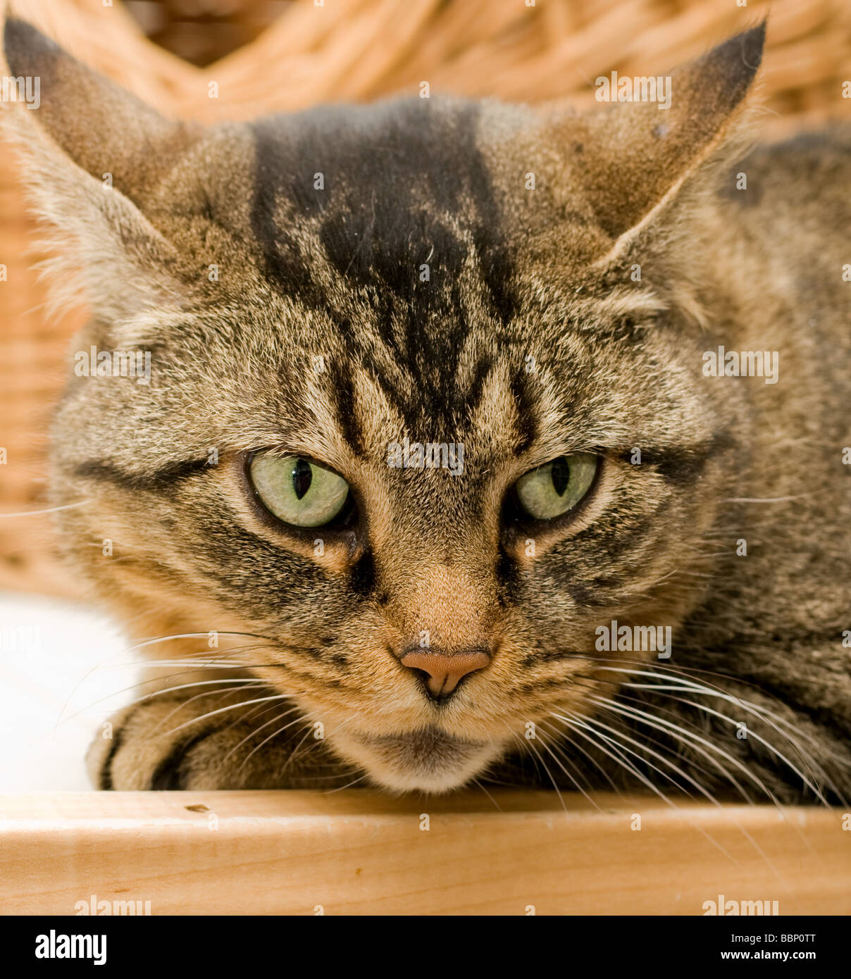 Domestic short hair tabby cat. Stock Photo