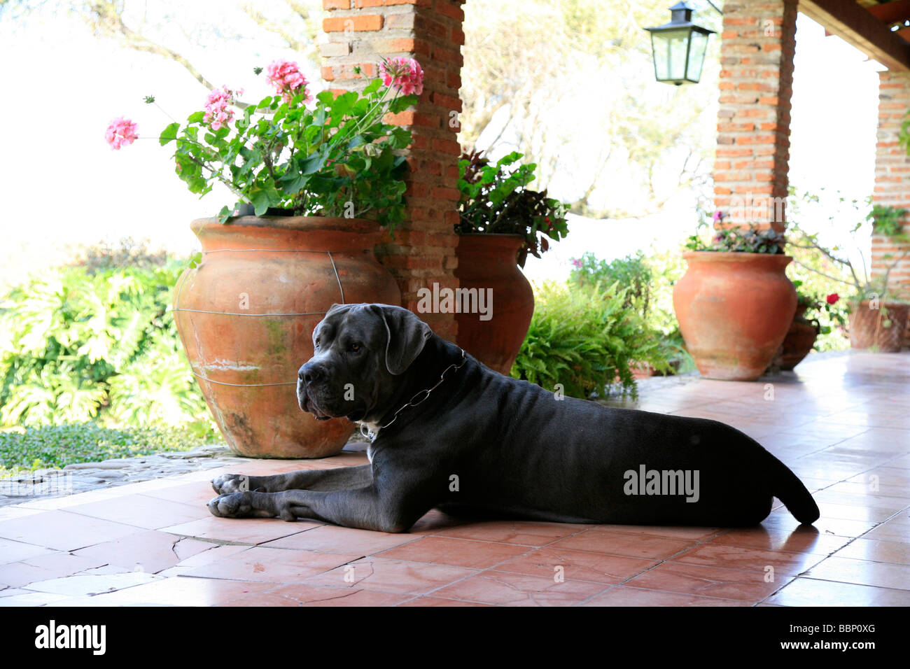 male cane corso adult italian antique breed dog used for work defense  Hunting loyal  obedient to owner strong healthy rustic Stock Photo