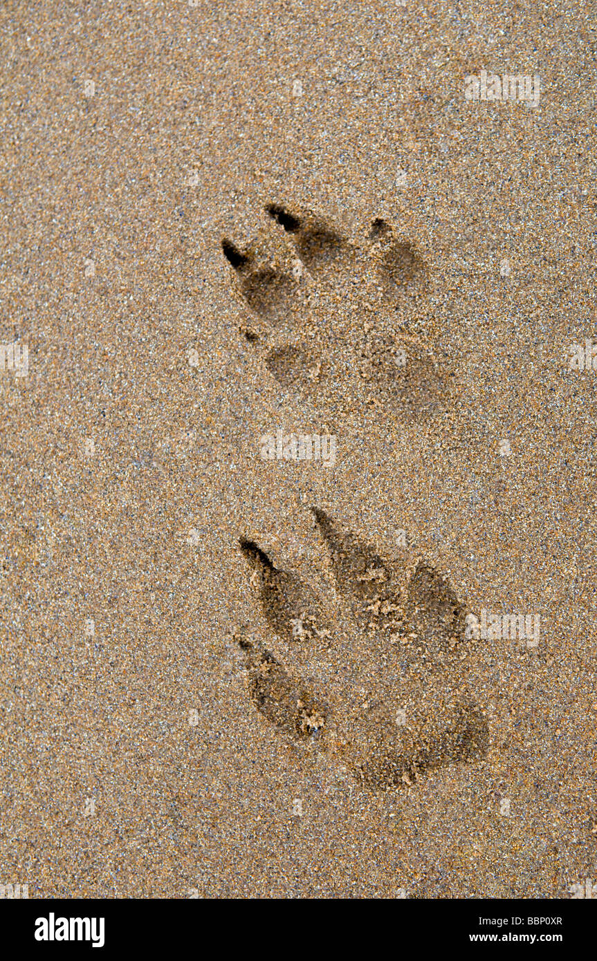 Dog paw prints in sand at Dornoch beach, east coast, Sutherland Scotland Stock Photo