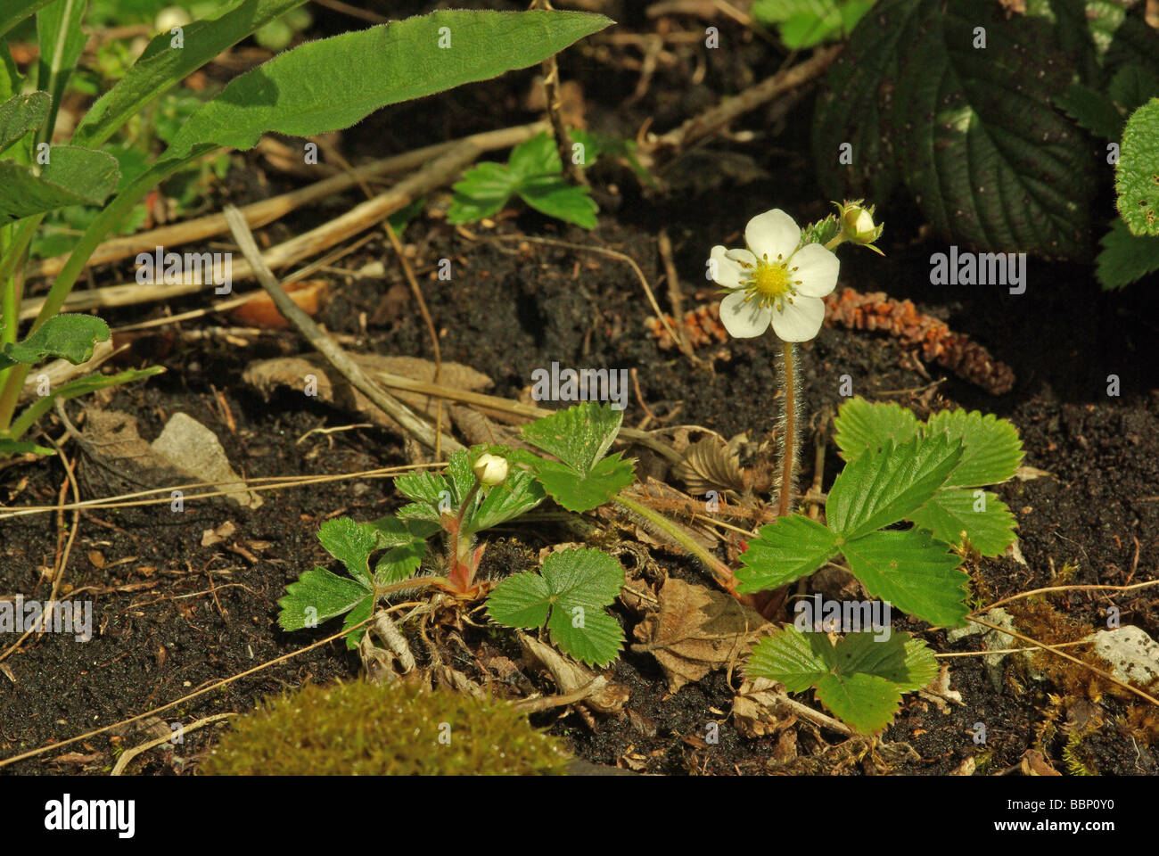 Wild strawberry - Fragaria vesca Stock Photo