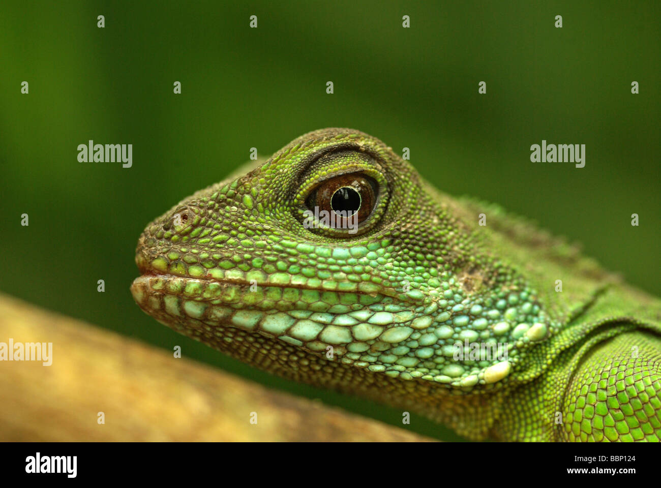 Chinese water dragon - Physignathus cocincinus Stock Photo