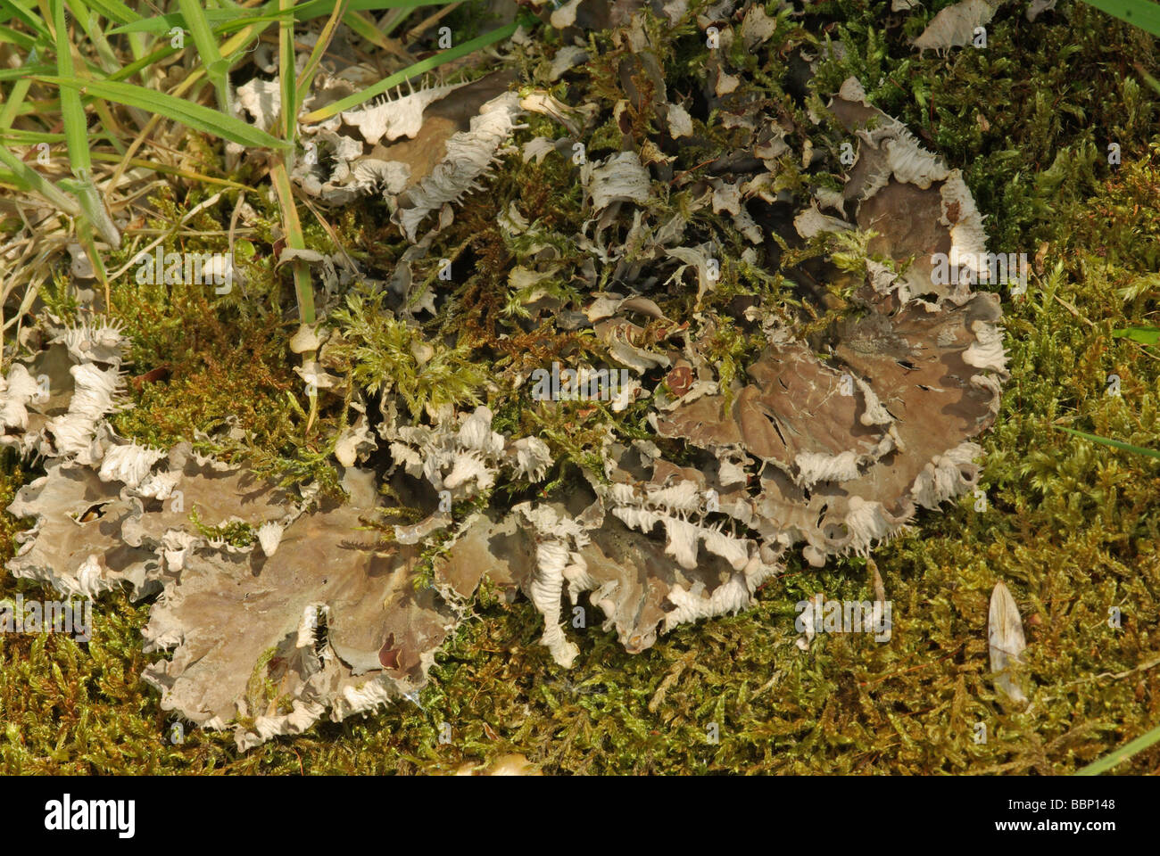 Peltigera canina - a common British lichen Stock Photo