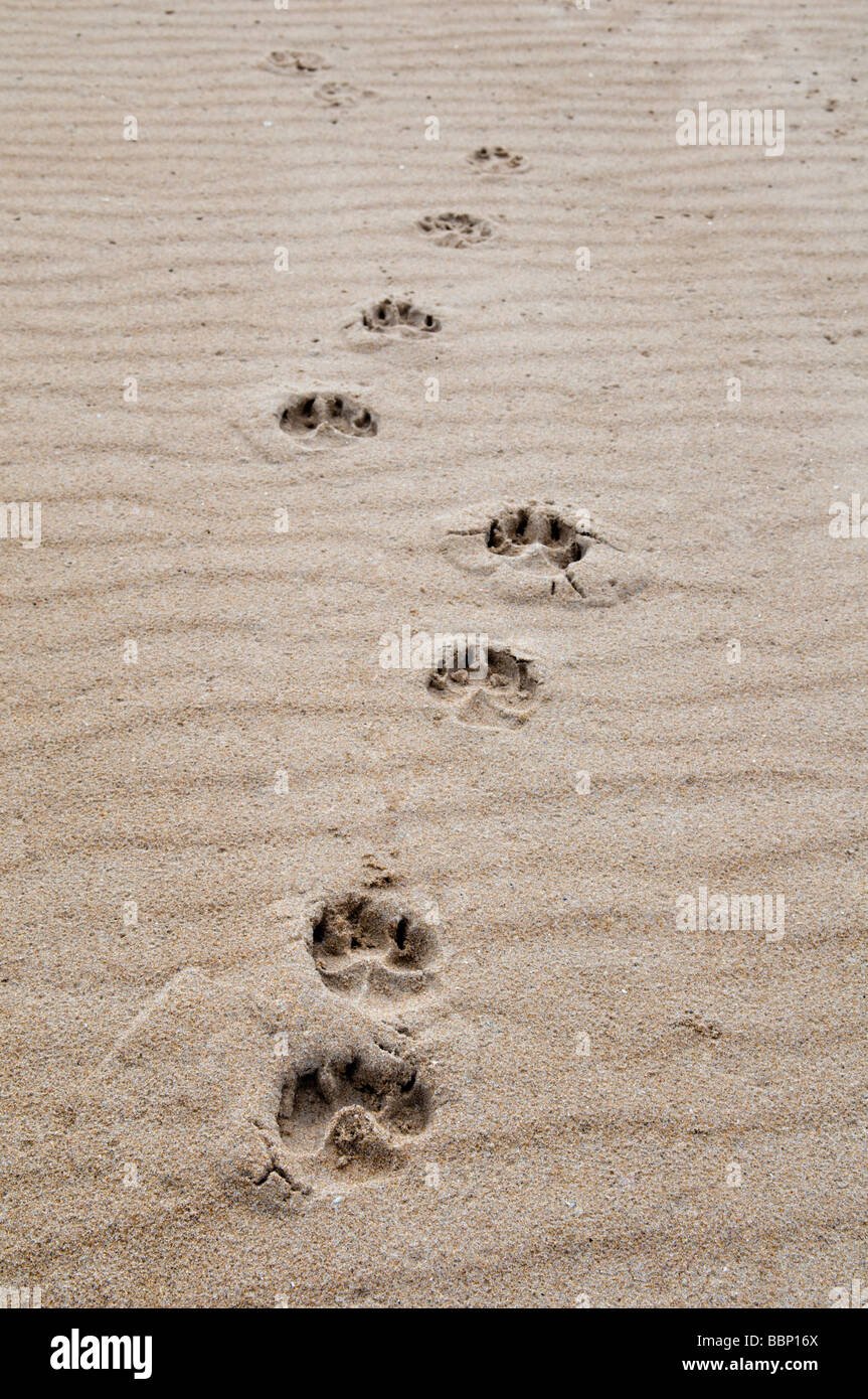 Animal footprints in the sand hires stock photography and images Alamy