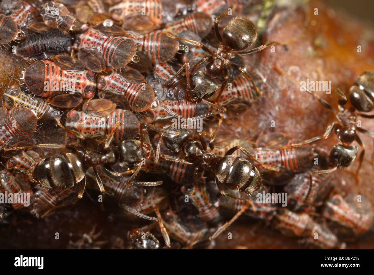 Cacopsylla pyri (pear psylla, European pear sucker), tended by black garden ants (lasius niger). The are harvesting the honeydew Stock Photo