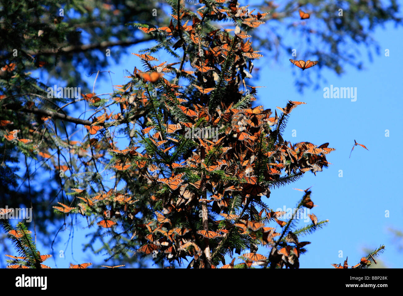 monarch butterfly in michoacan mexico sanctuary millions of these insects rests here and put