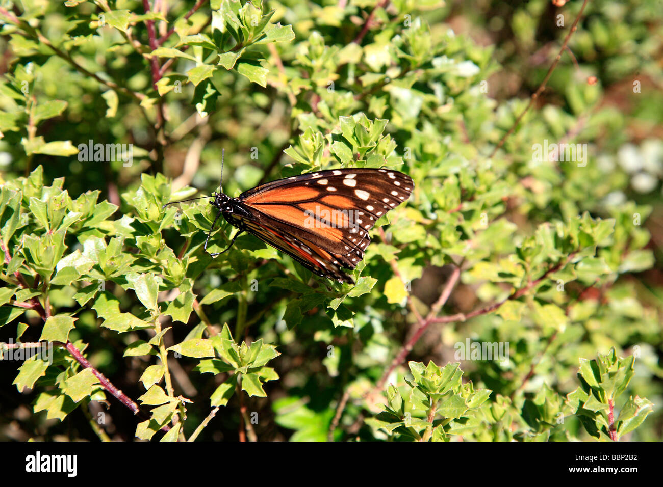 monarch butterfly in michoacan mexico sanctuary millions of these insects rests here and put eggs before going back to canada Stock Photo