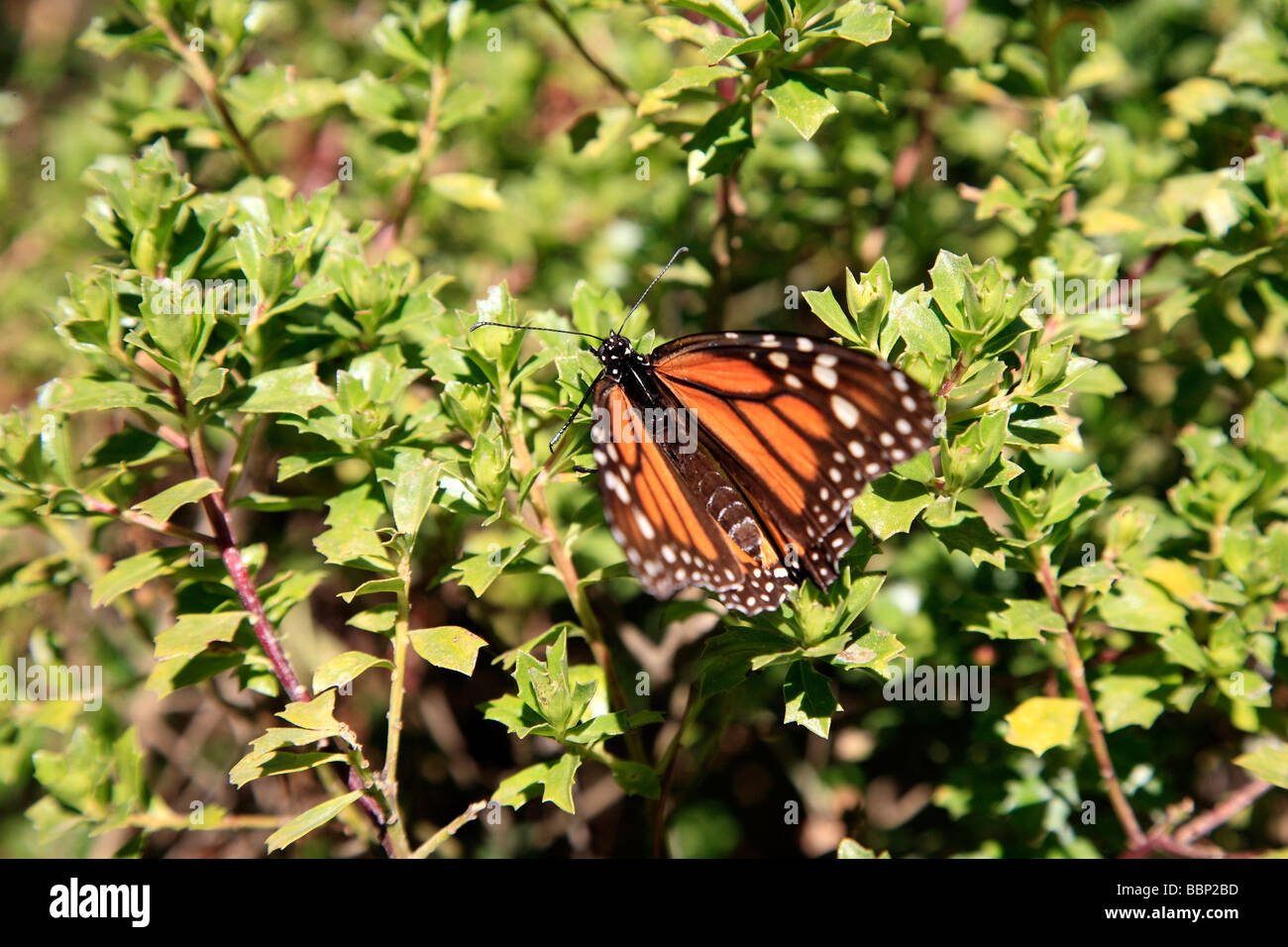 monarch butterfly in michoacan mexico sanctuary millions of these insects rests here and put