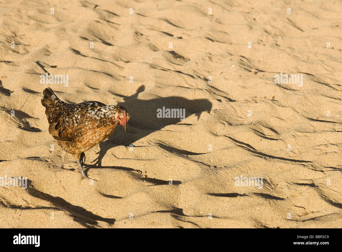 One of many wild chickens on the island of Kauai in Hawaii USA Stock