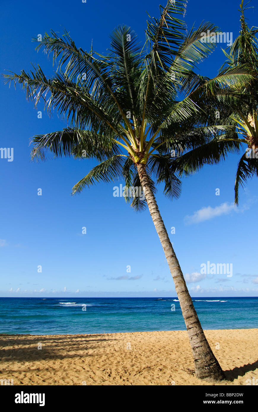 Hawaii beaches palm trees hires stock photography and images Alamy