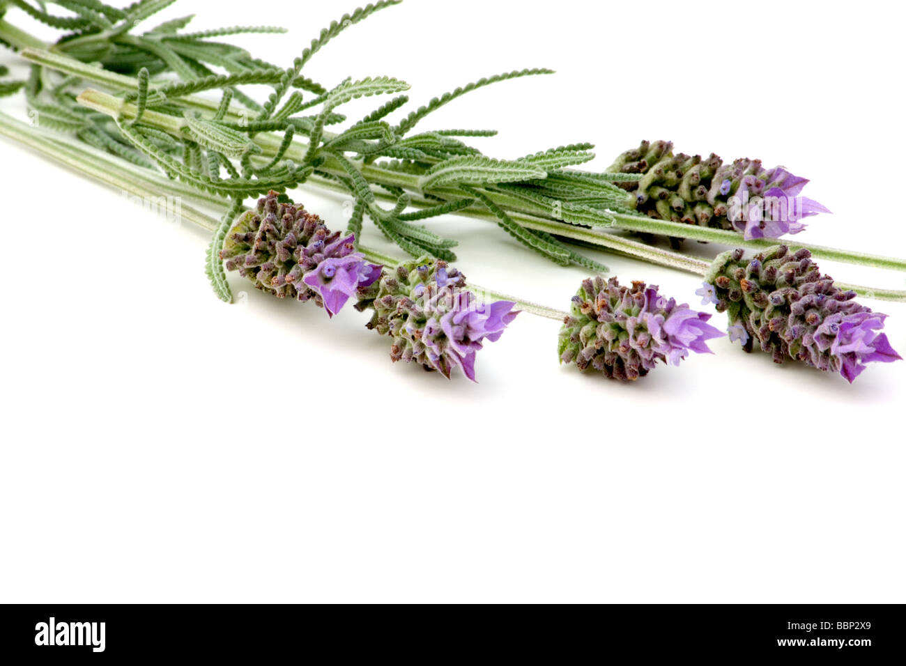Lavender sprigs on white background Stock Photo - Alamy