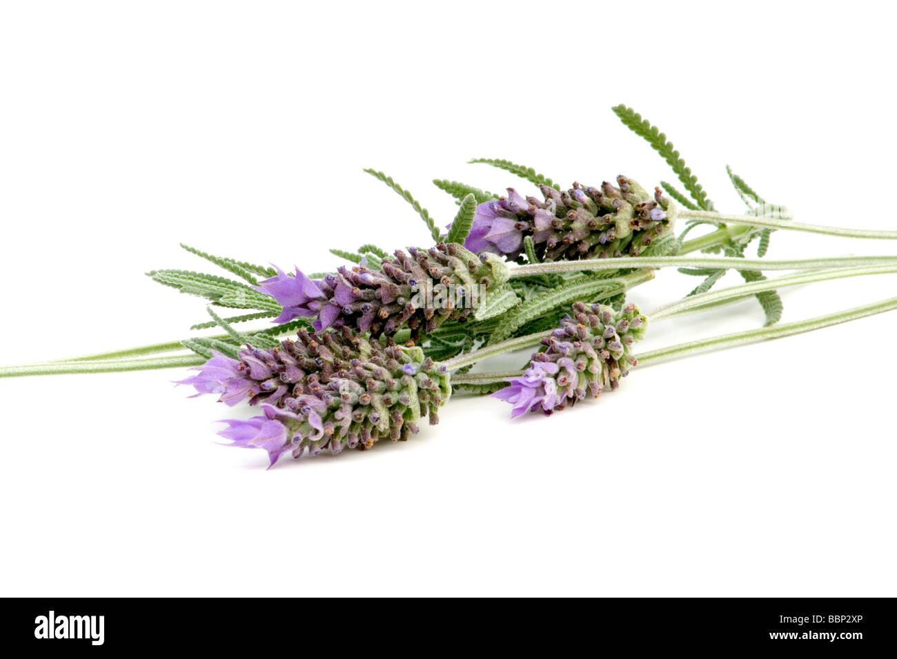 Lavender sprigs on white background Stock Photo - Alamy