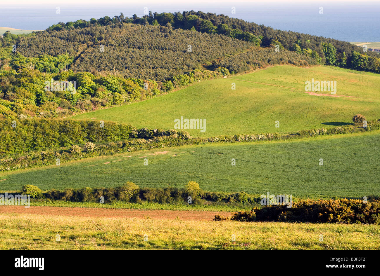 Forest Replanted nr, Mottistone viewed from The Tennyson Trail, nr