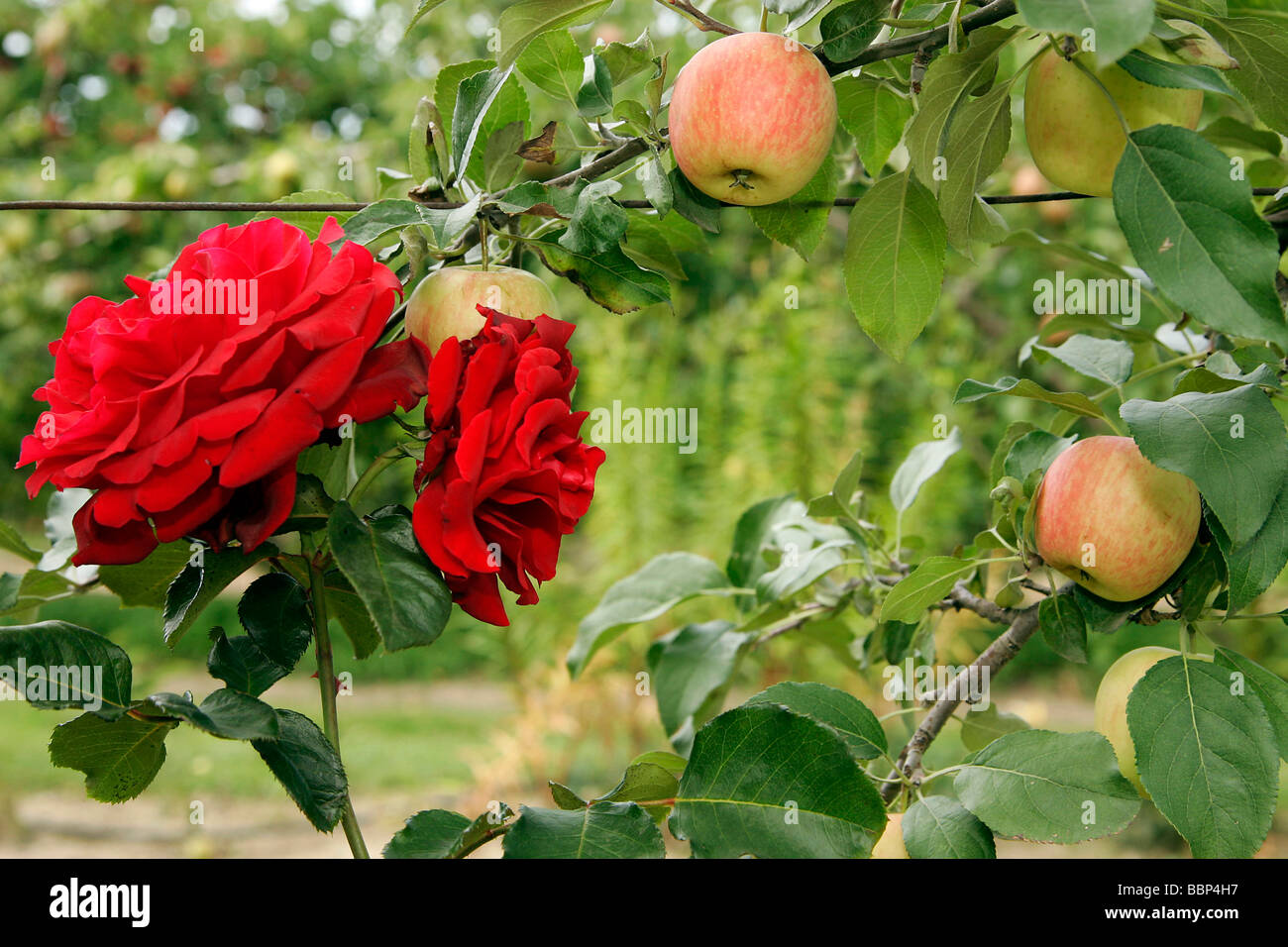 APPLES AND ROSES, ORCHARD GARDENS OF MALICORNE, ALLIER (03), FRANCE Stock  Photo - Alamy