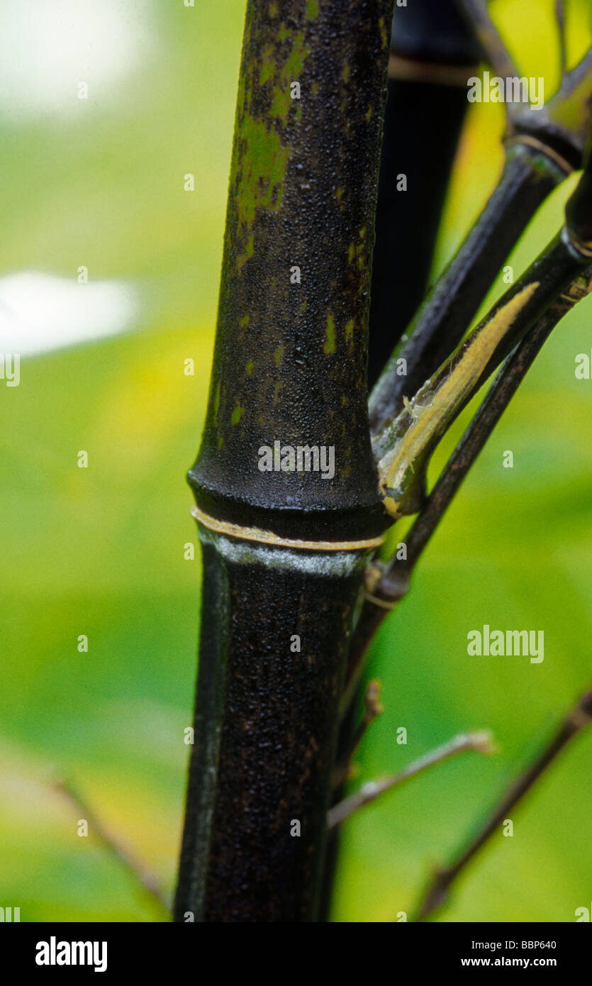 PHYLLOSTACHYS NIGRA (BLACK STEM BAMBOO Stock Photo Alamy