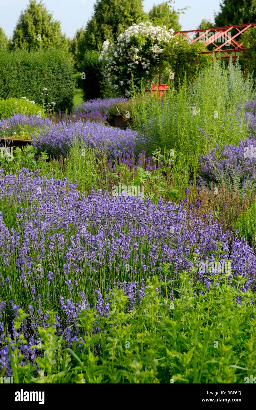 lavender Lavandula angustifolia garden flowers Stock Photo
