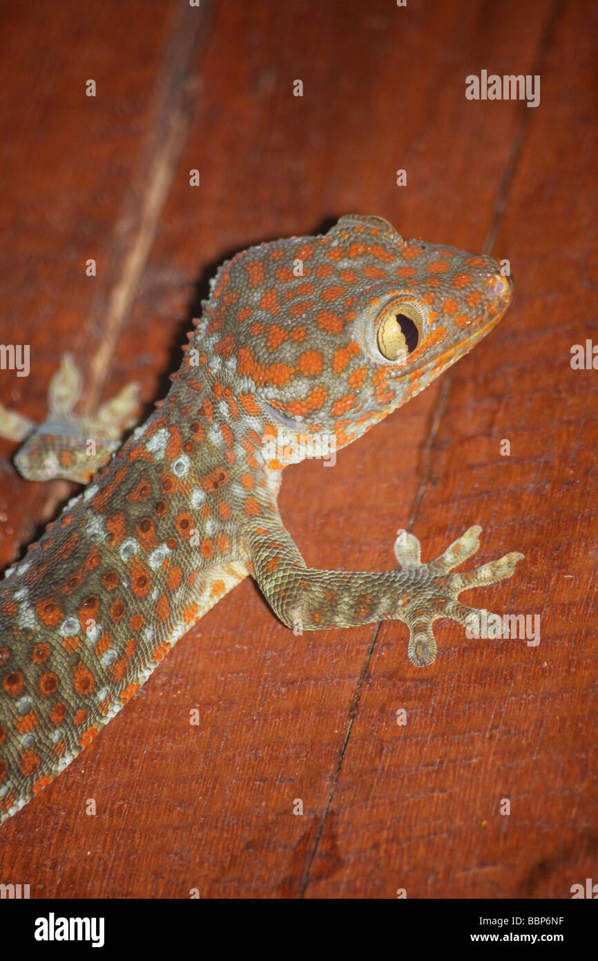 portrait of a gekko gecko Stock Photo