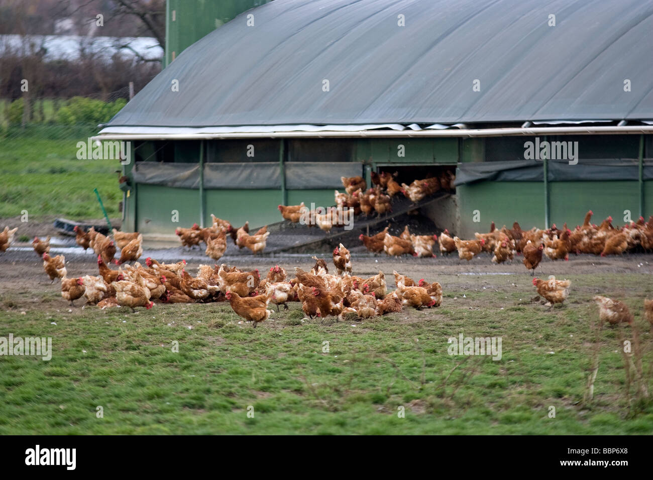 Free-range chickens on a farm Stock Photo