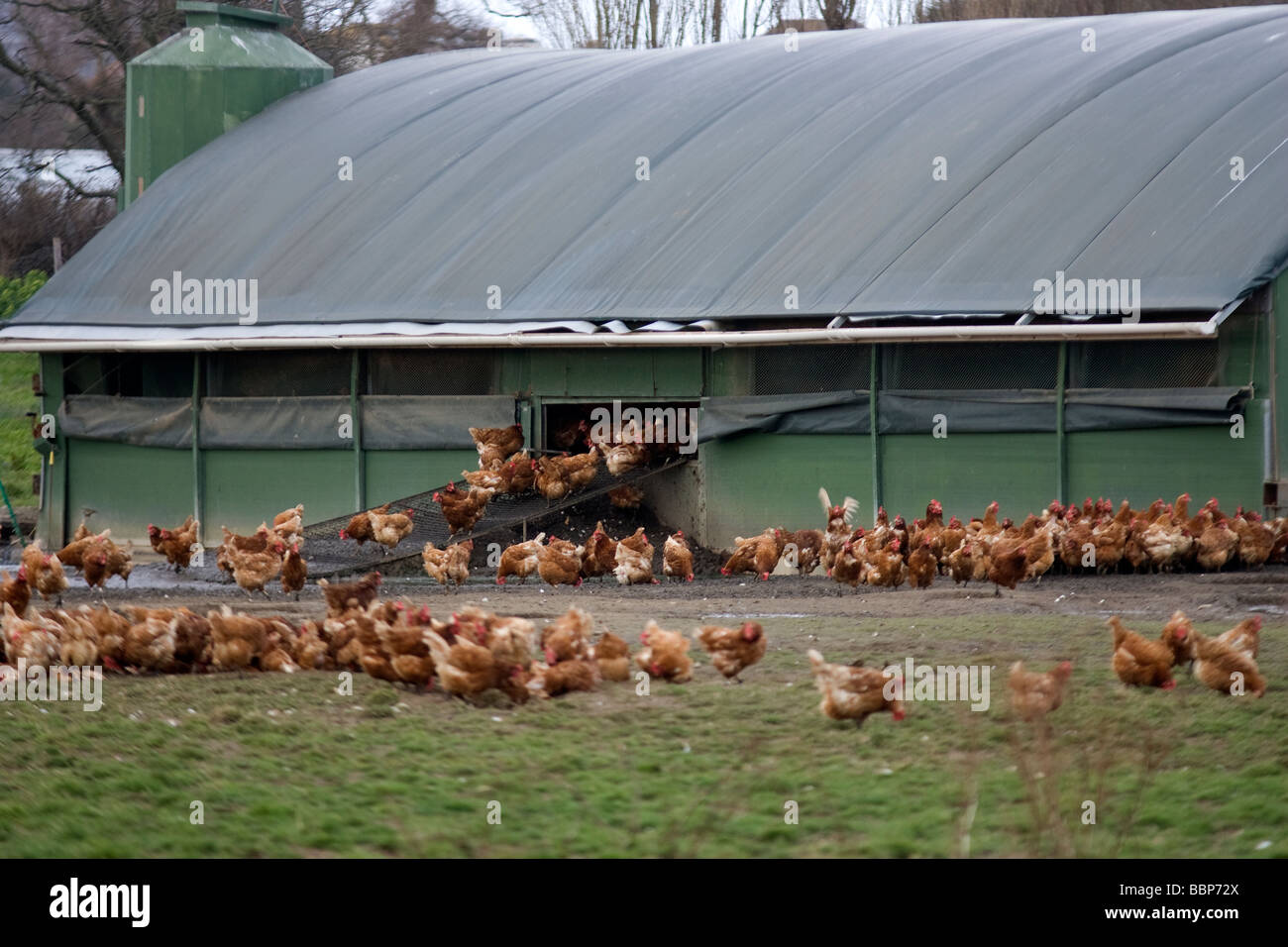 Freerange chickens on a farm Stock Photo Alamy