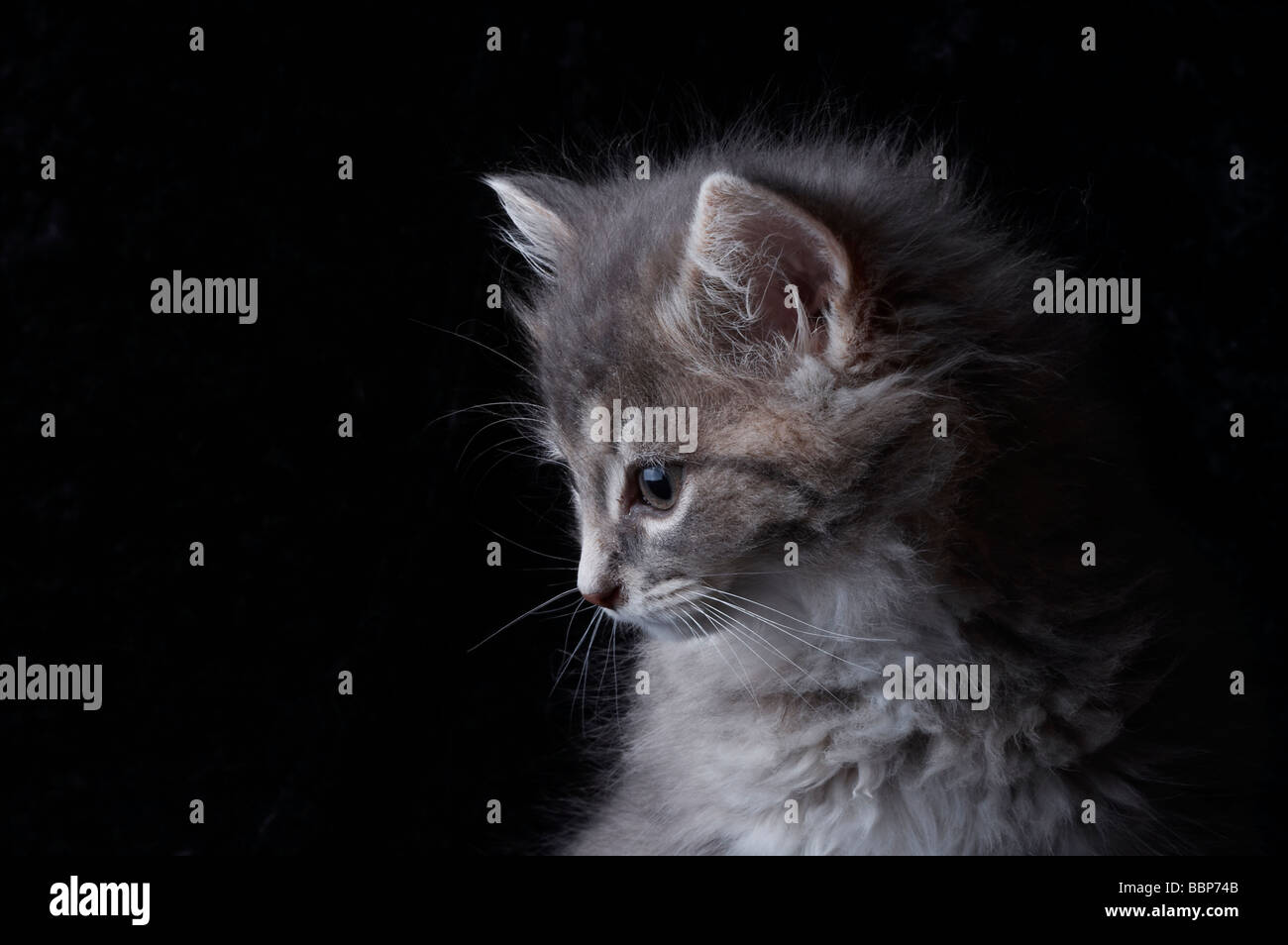 Fluffy grey kitten on black background Stock Photo