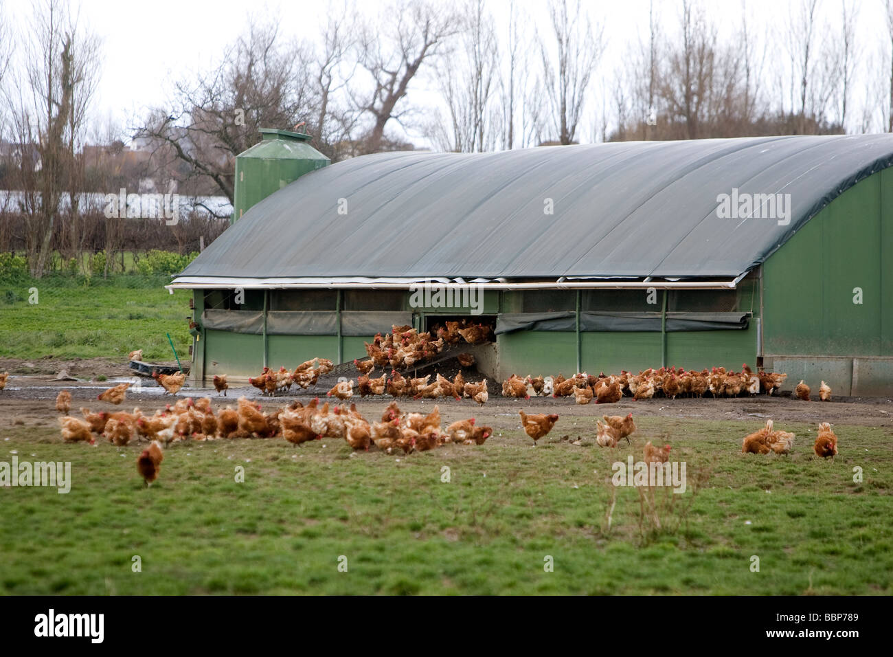 Free-range chickens on a farm Stock Photo
