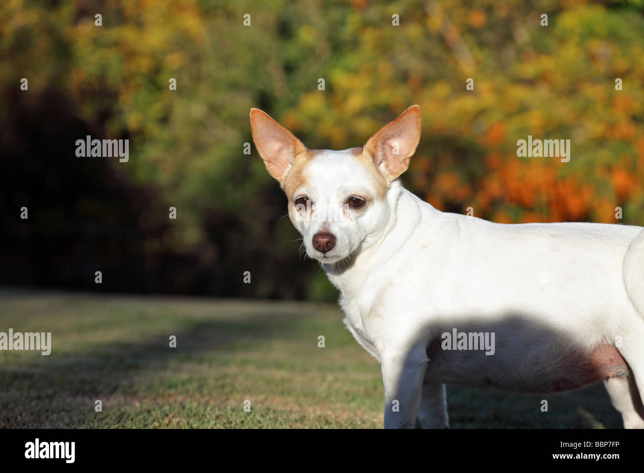 Chihuahua Mix Jack Russel Jack russell terrier chihuahua hi-res stock photography and images - Alamy