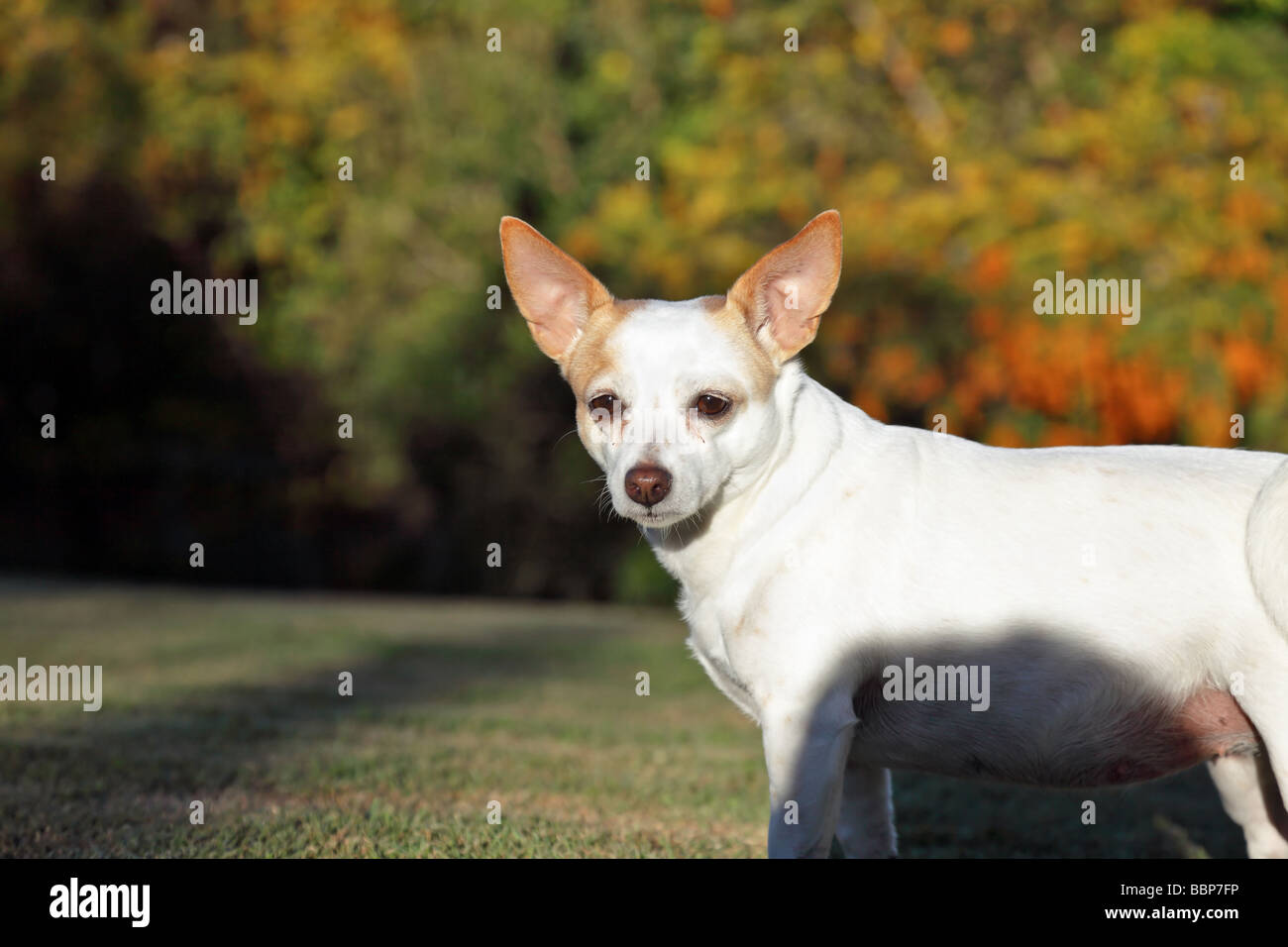 Chihuahua jack russell terrier stock photography images - Alamy