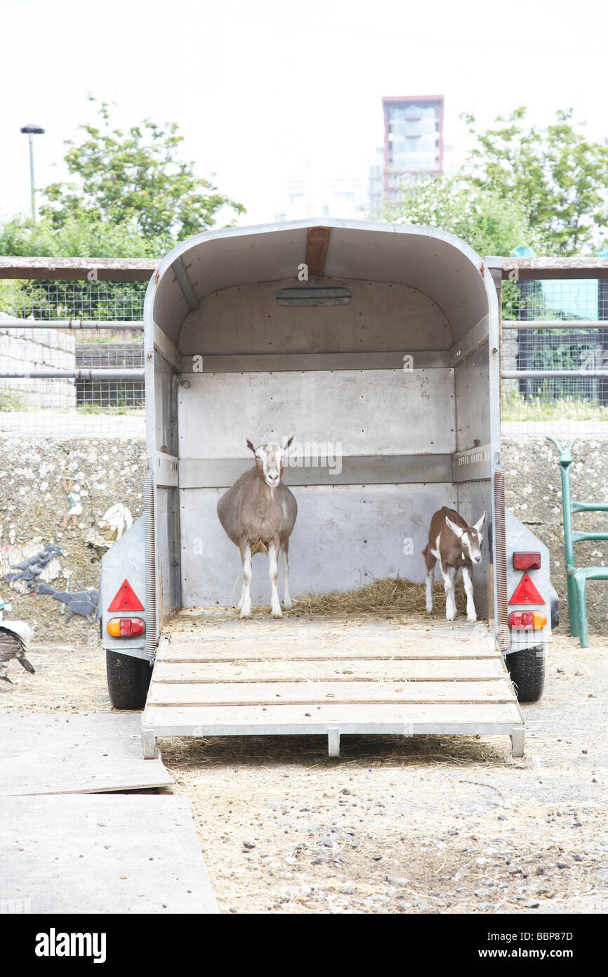 Goat truck hires stock photography and images Alamy