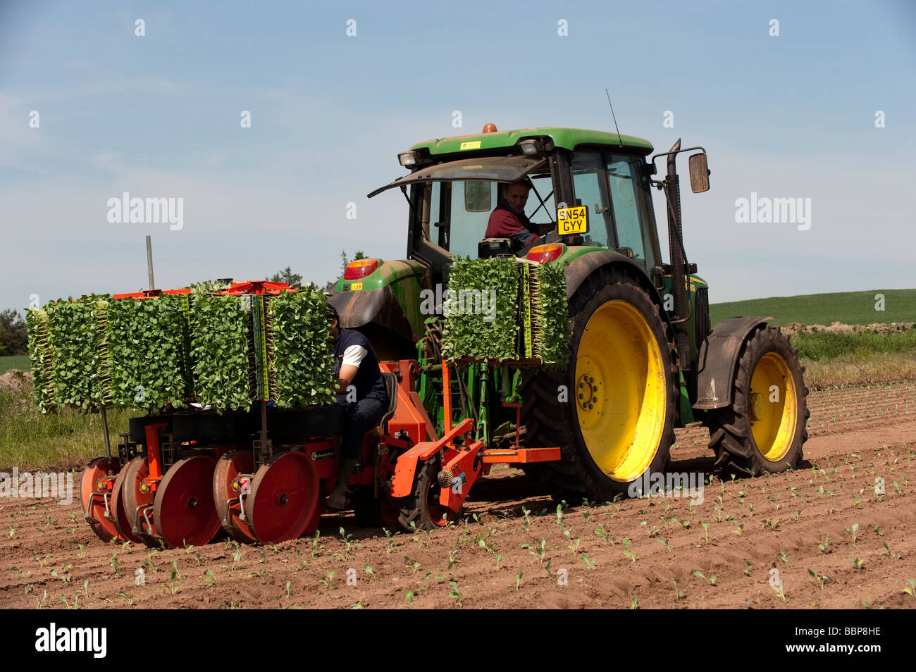 Workers planting Broccoli seedlings from a tractor mounted planter Kelso Scottish Borders  Stock Photo