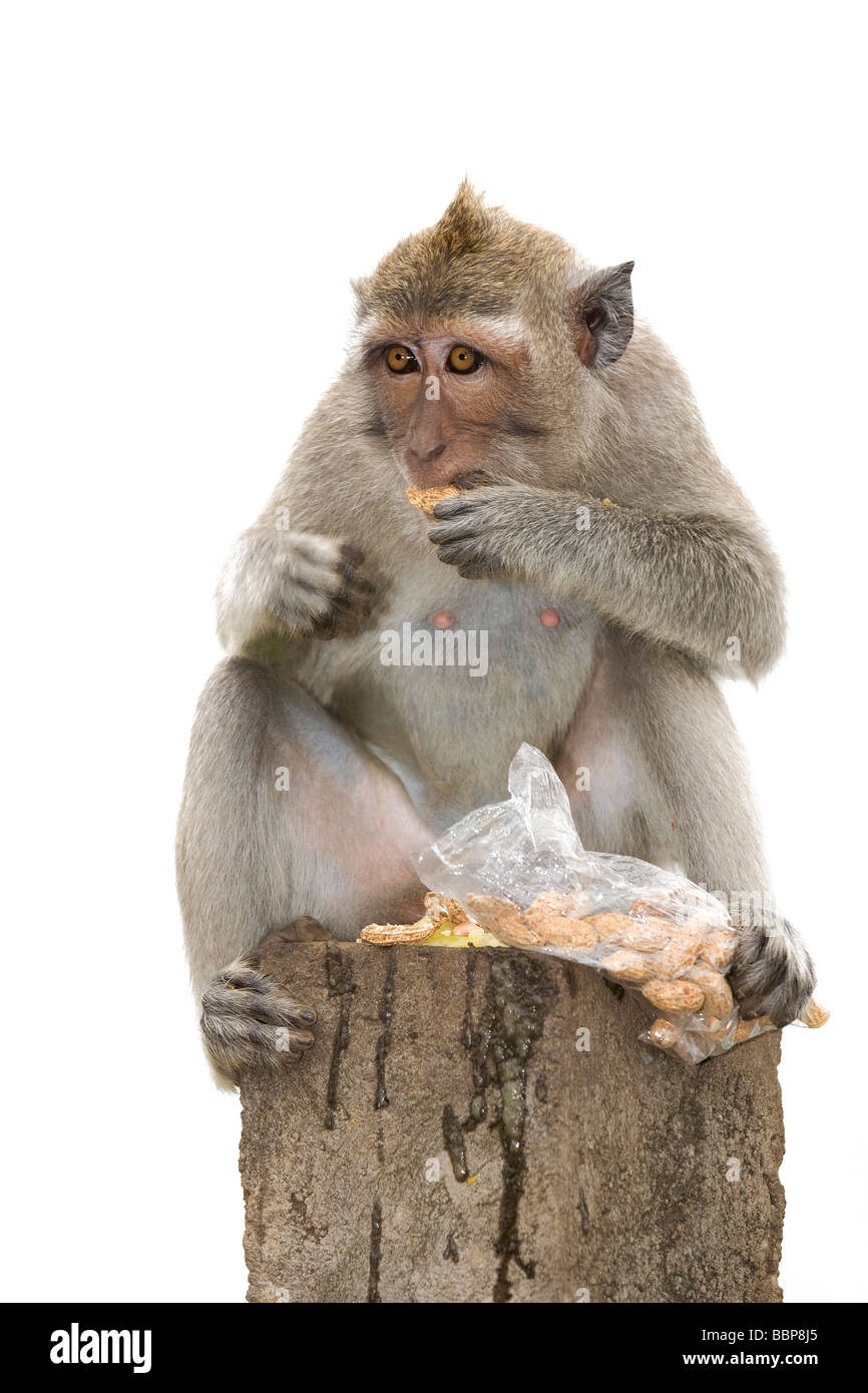 Monkey Eating Peanuts High Resolution Stock Photography and Images - Alamy