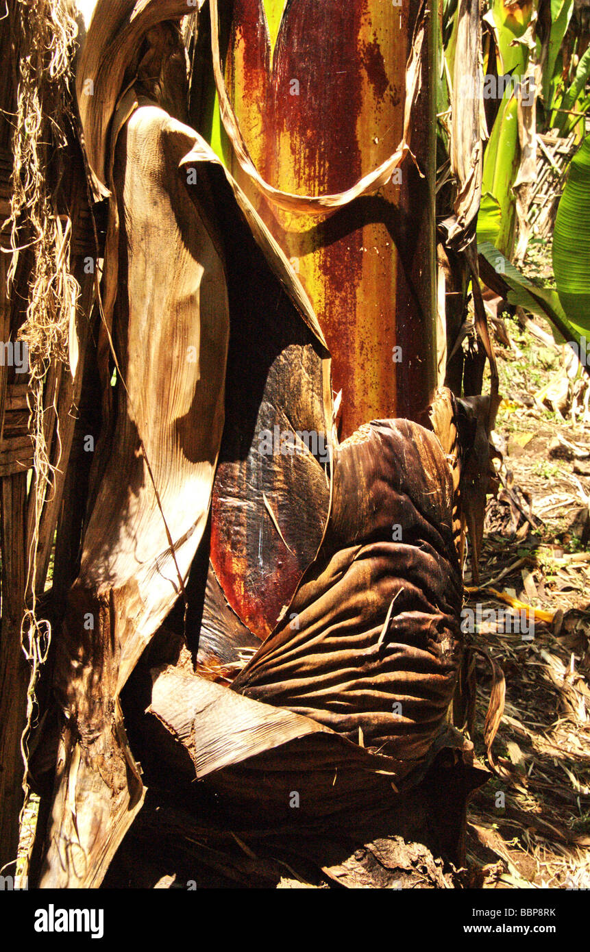 Africa Ethiopia The bark of a fruitless Banana The nark is used by the Dorze tribe for bread making Stock Photo