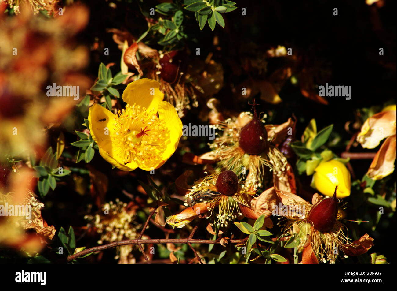Africa Ethiopia Simien mountains flowering yellow wild rose Stock Photo ...