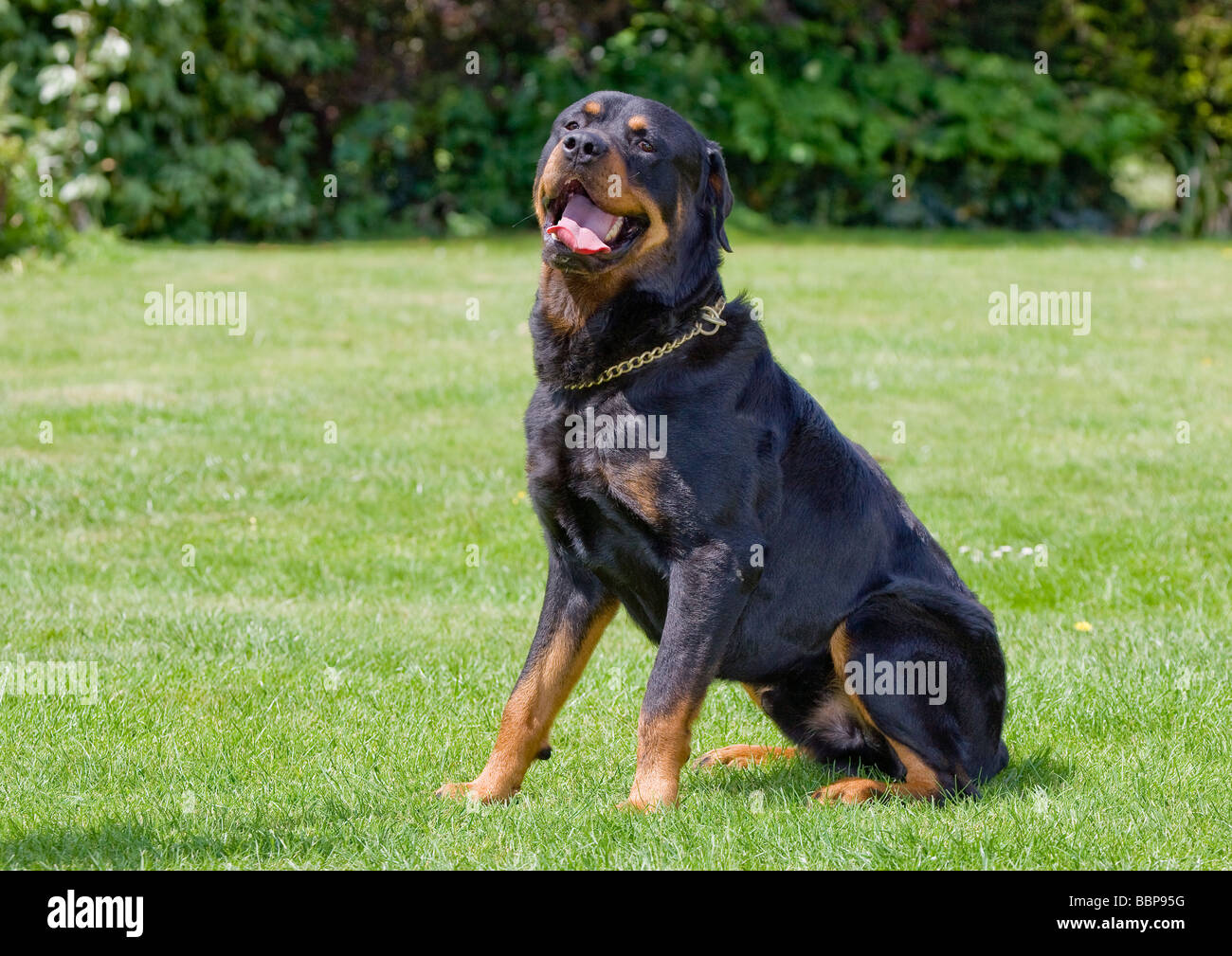Rottweiler Stock Photos Rottweiler Stock Images Alamy Rottweiler Stock Photos Rottweiler Stock Images Alamy