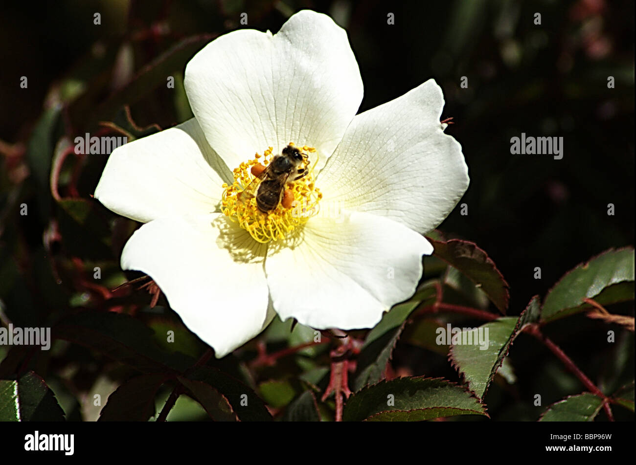 Ethiopia Roses Africa Ethiopia Simien mountains flowering wild rose Stock Photo - Alamy